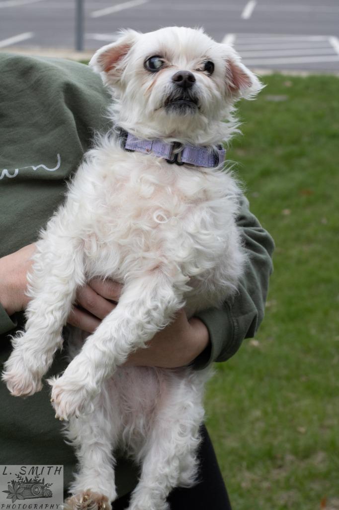 Sammy Jo, Adoptable, Senior Male Maltese.