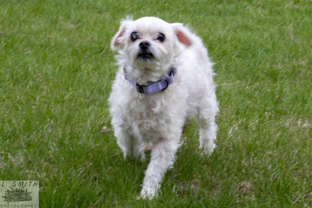 Enlarge Sammy Jo, a Adoptable mixed breed in Kettering, OH image 3/4