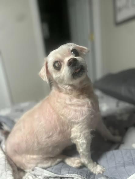 Enlarge Sammy Jo, a Adoptable mixed breed in Kettering, OH image 3/4