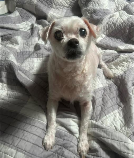 Enlarge Sammy Jo, a Adoptable mixed breed in Kettering, OH image 4/4