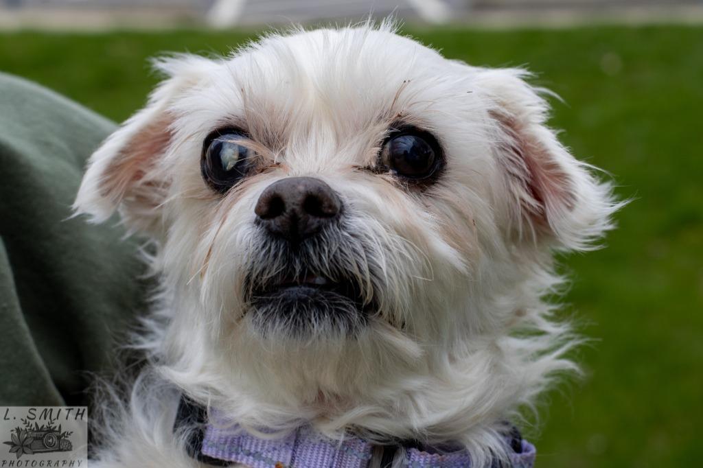 Enlarge Sammy Jo, a Adoptable mixed breed in Kettering, OH image 4/4