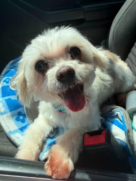 Sammy Jo, a Adoptable mixed breed in Kettering, OH image 3/3