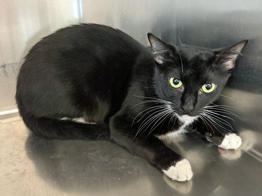 Enlarge Ida, a Adoptable Domestic Short Hair in E Falmouth, MA image 2/3