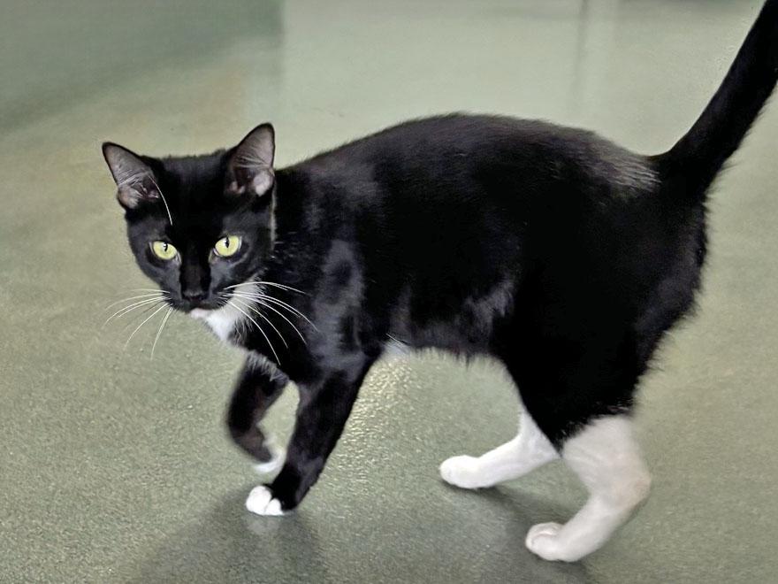 Enlarge Ida, a Adoptable Domestic Short Hair in E Falmouth, MA image 3/3