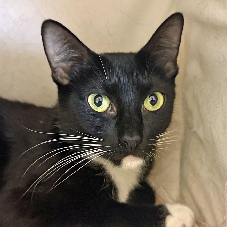 Ida, Adoptable, Adult Female Domestic Short Hair.