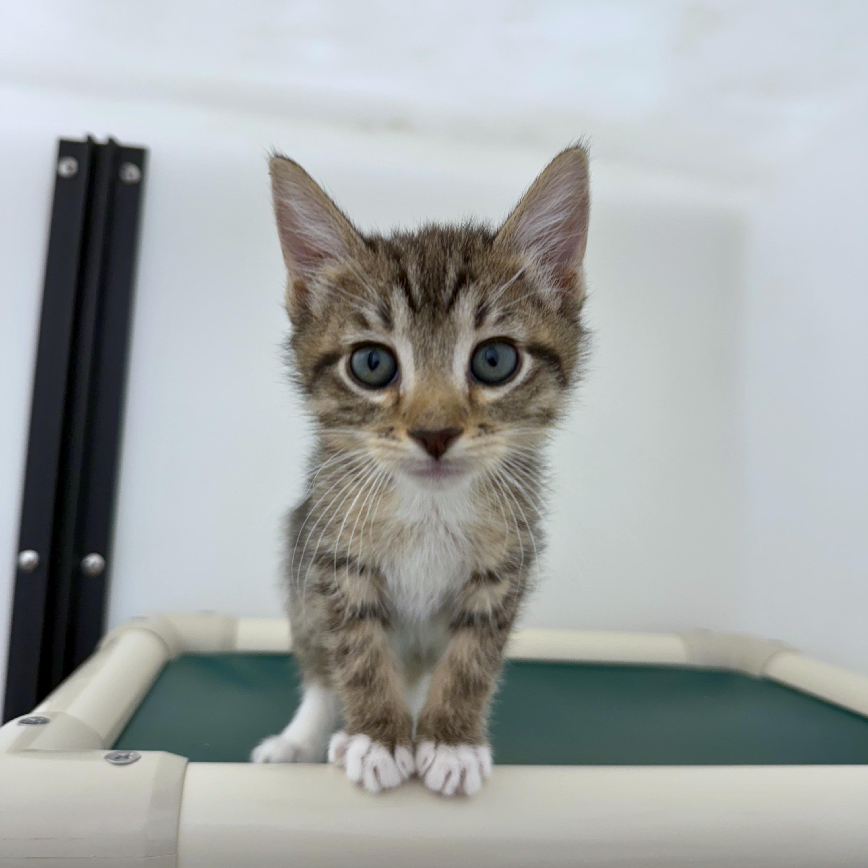Enlarge Teddy, a Adoptable Domestic Short Hair in Ridgway, CO image 2/4