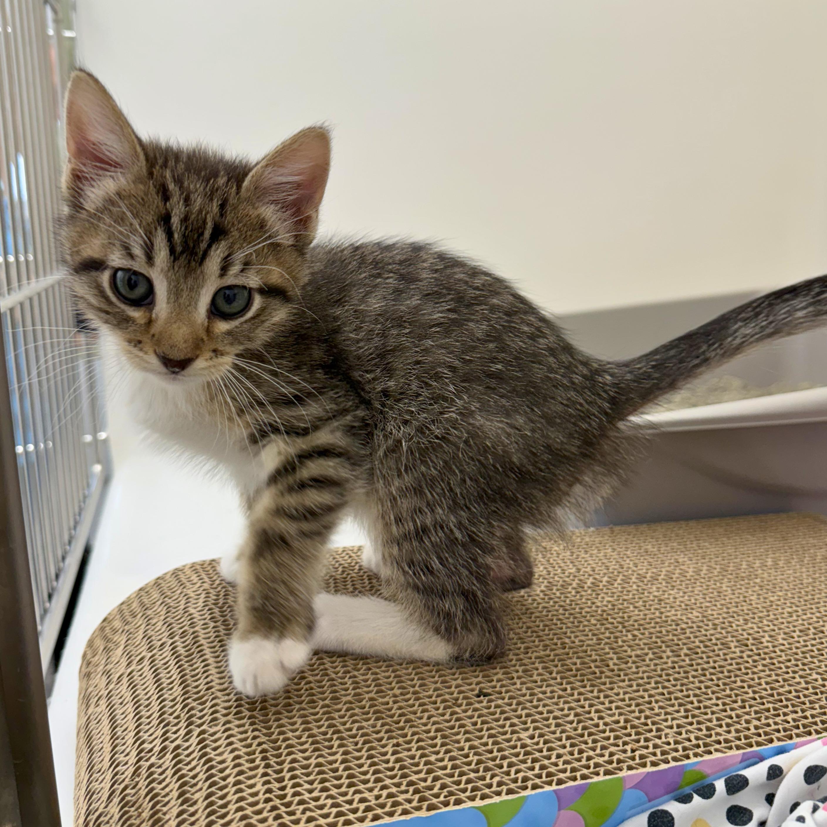 Enlarge Teddy, a Adoptable Domestic Short Hair in Ridgway, CO image 3/4