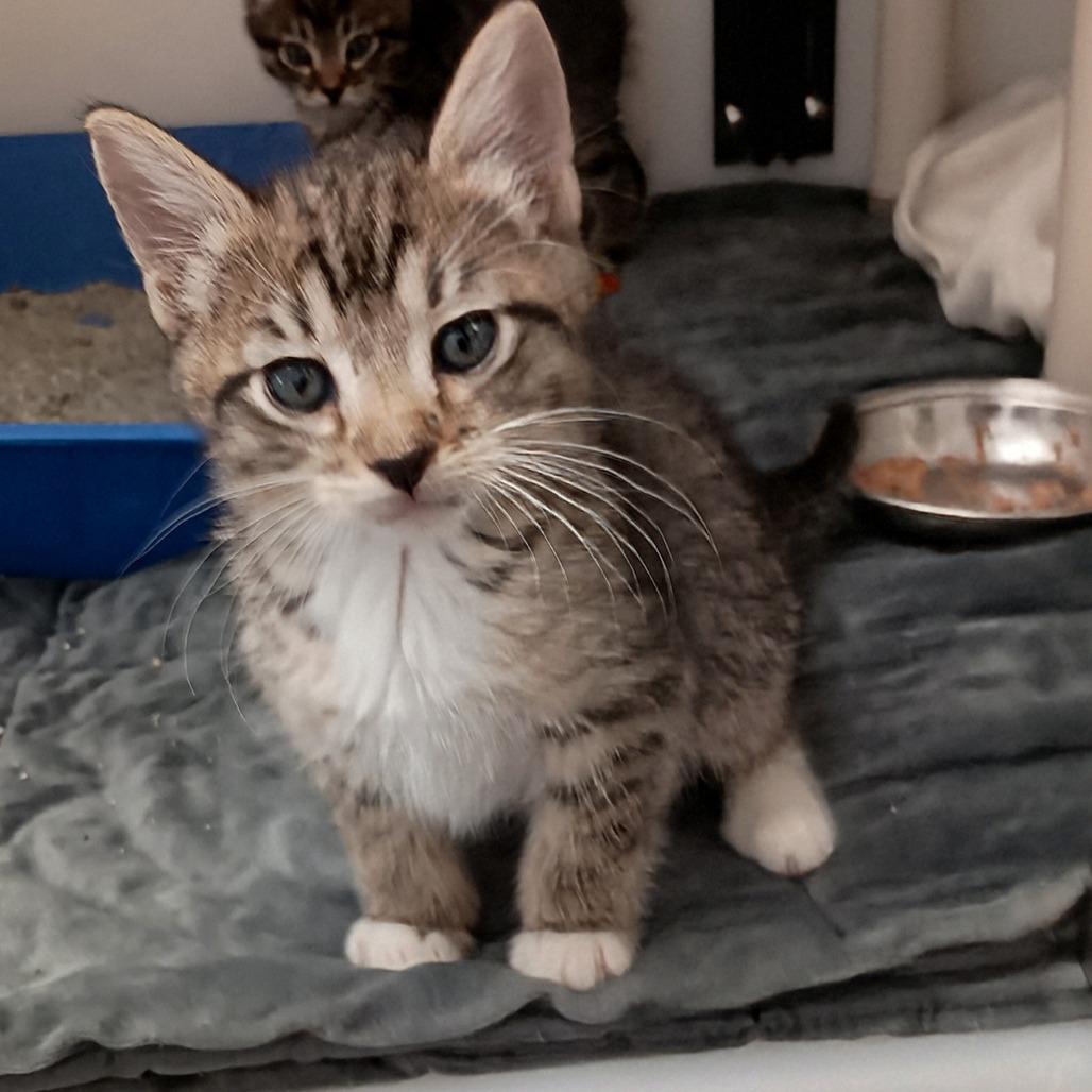 Enlarge Teddy, a Adoptable Domestic Short Hair in Ridgway, CO image 4/4
