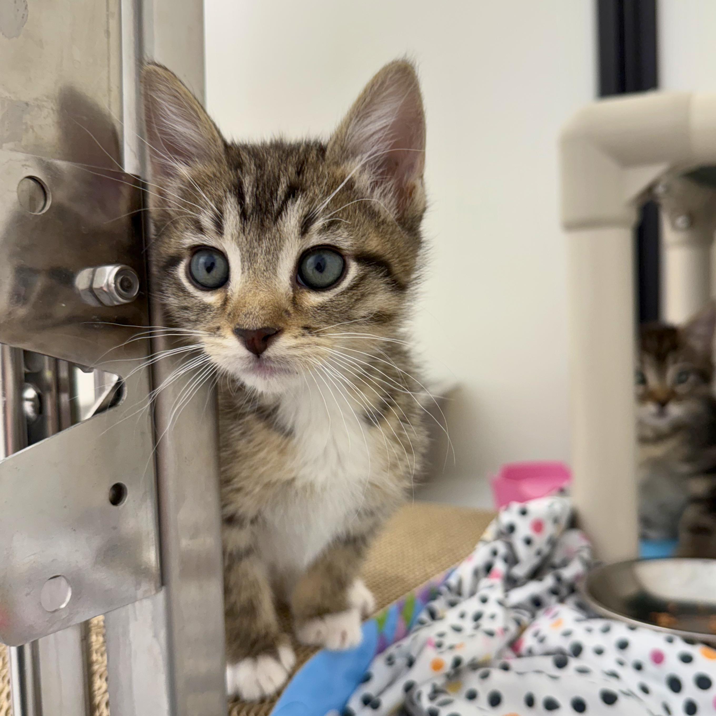 Teddy, Adoptable, Kitten Male Domestic Short Hair.