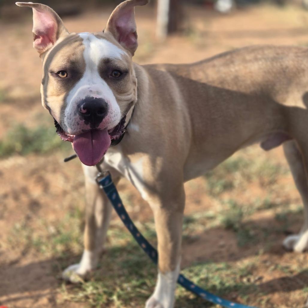 Trooper, Adoptable, Young Male Pit Bull Terrier.