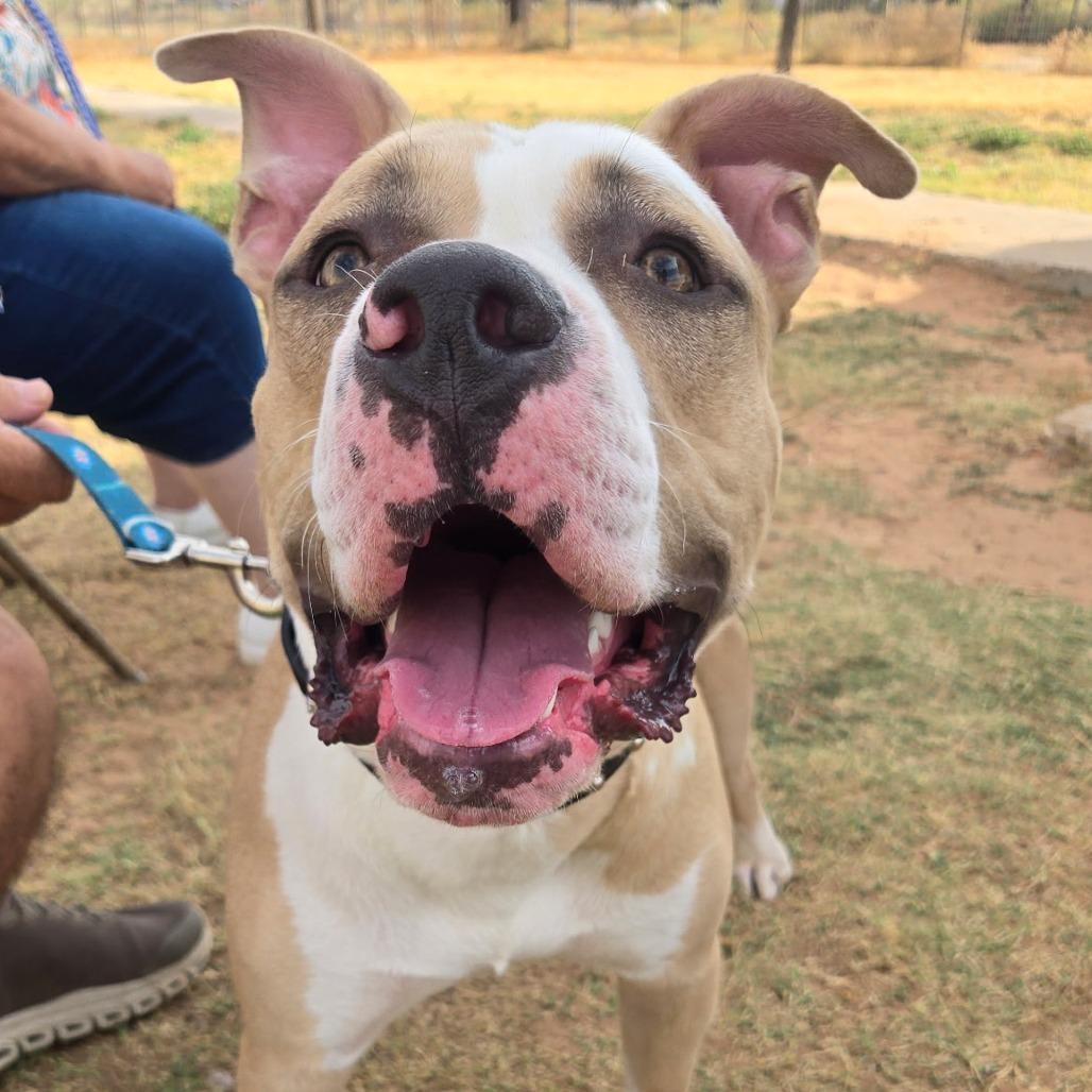 Enlarge Trooper, a Adoptable Pit Bull Terrier in Midland, TX image 2/4