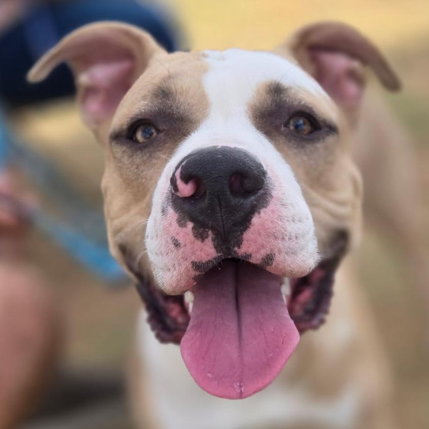 Enlarge Trooper, a Adoptable Pit Bull Terrier in Midland, TX image 3/4