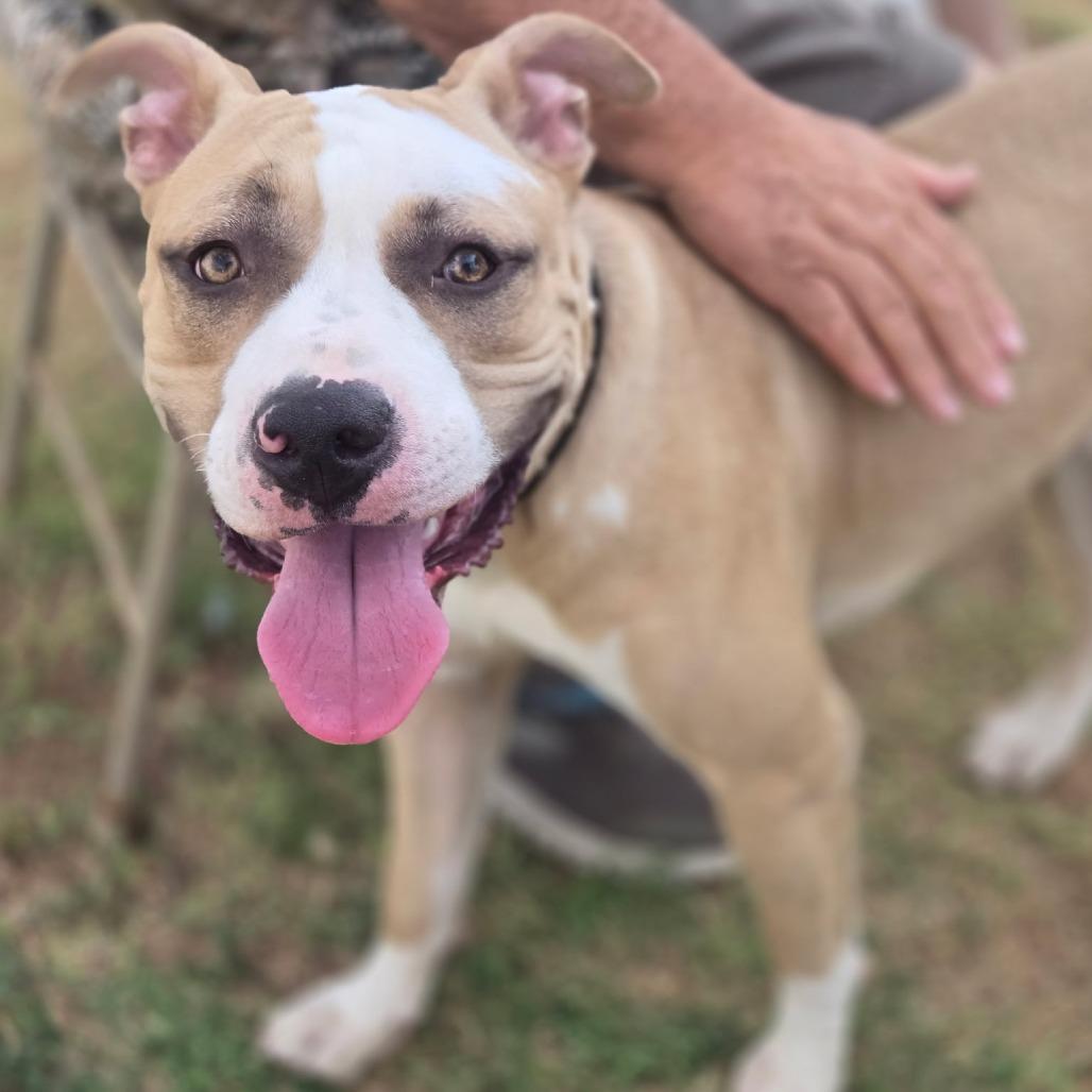Enlarge Trooper, a Adoptable Pit Bull Terrier in Midland, TX image 4/4