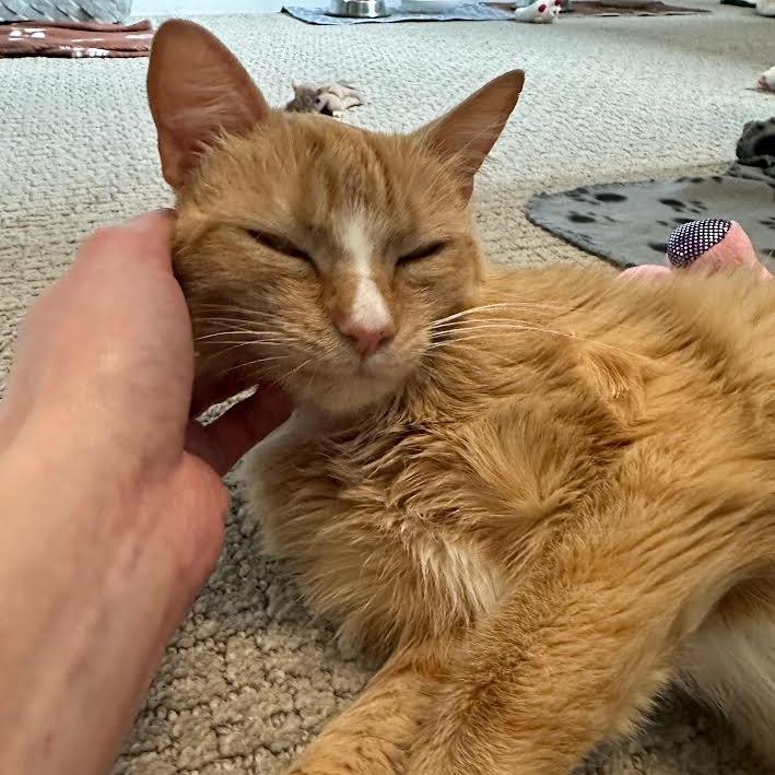 Bliss, a Adoptable Domestic Short Hair in Madison, WI image 1/5