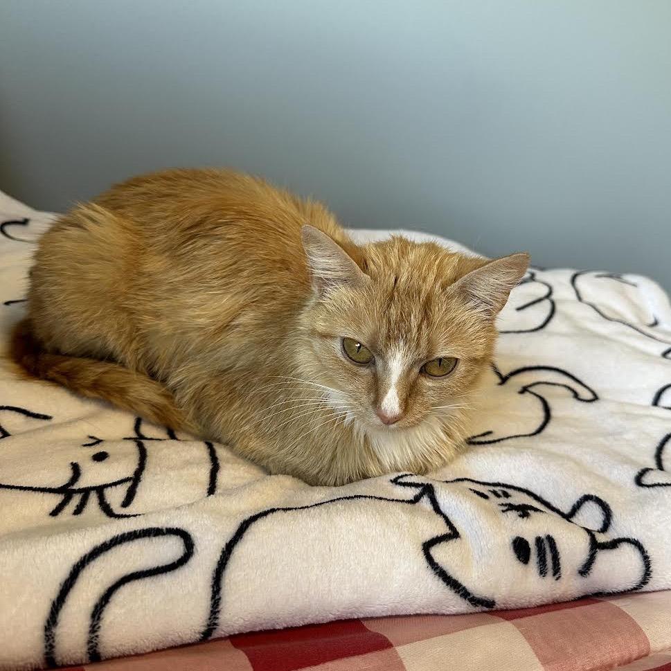 Bliss, a Adoptable Domestic Short Hair in Madison, WI image 3/5