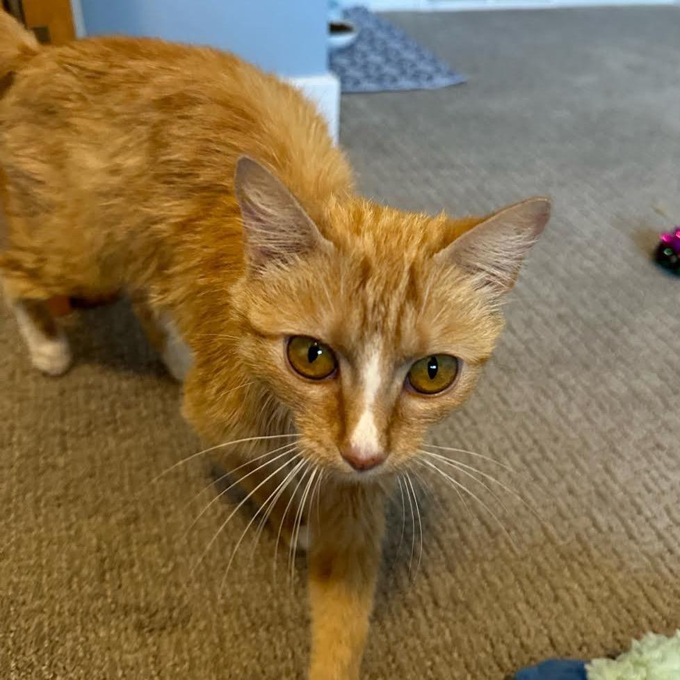 Bliss, a Adoptable Domestic Short Hair in Madison, WI image 4/5