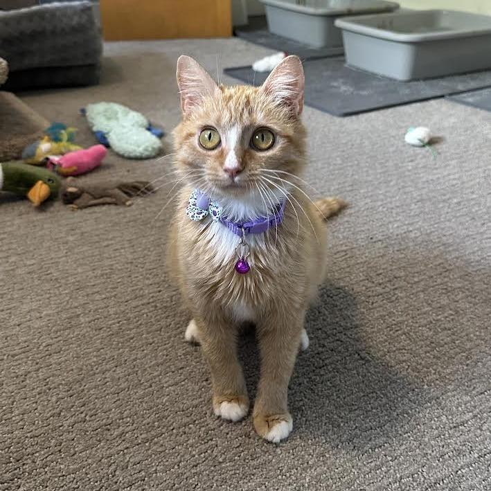 Bliss, a Adoptable Domestic Short Hair in Madison, WI image 5/5