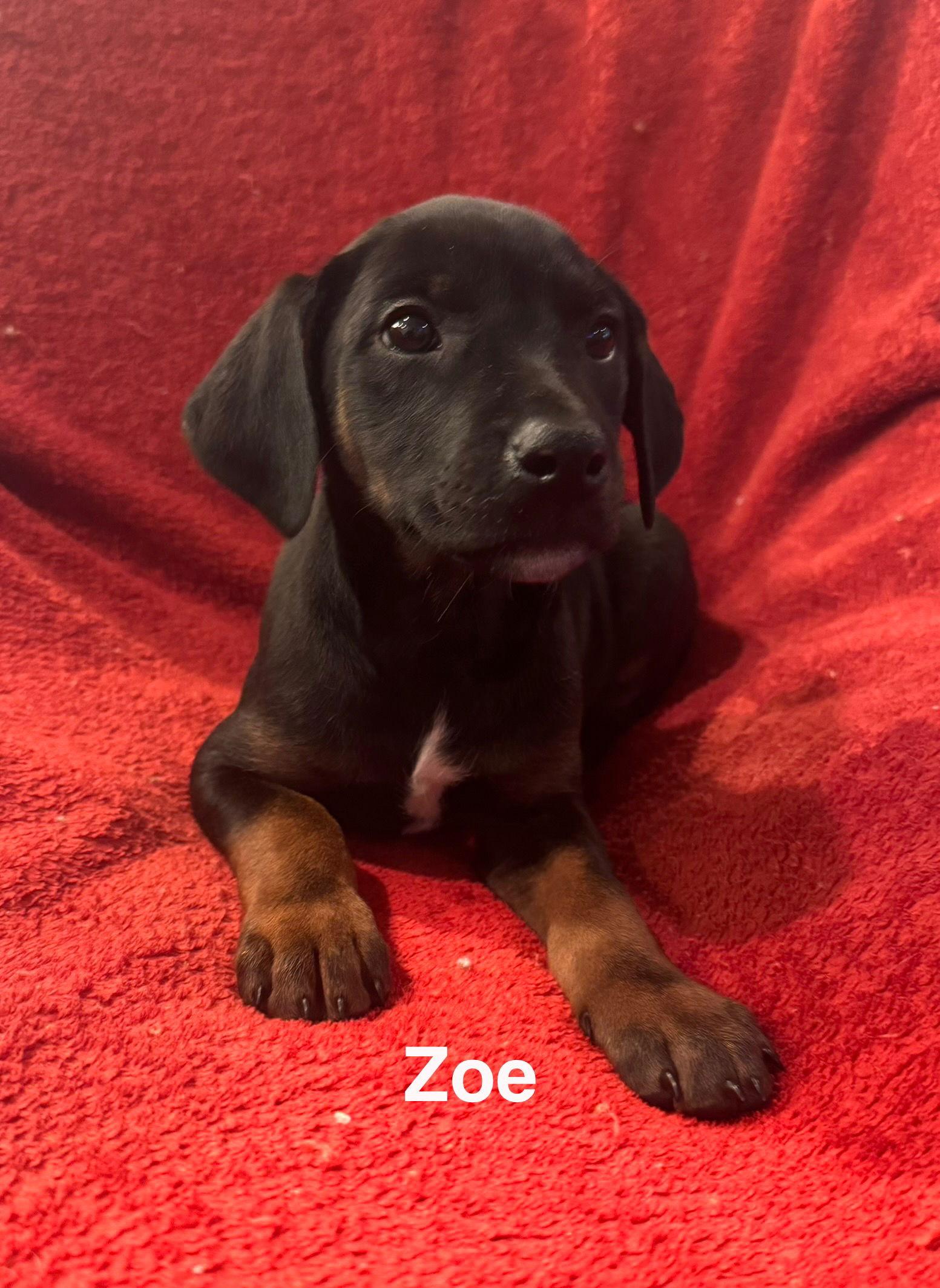 Zoe, ADOPTABLE, Puppy Female Doberman Pinscher & Miniature Schnauzer.