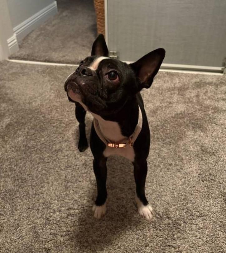 Enlarge Vienna - Phoenix area, a ADOPTABLE Boston Terrier in Mayer, AZ image 4/5