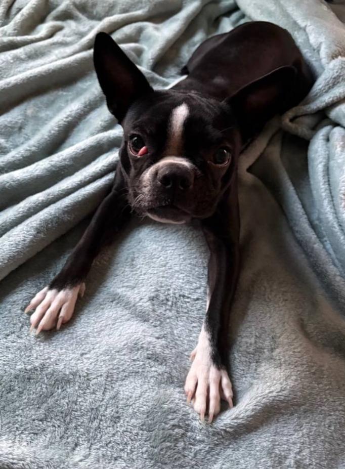 Enlarge Vienna - Phoenix area, a ADOPTABLE Boston Terrier in Mayer, AZ image 5/5