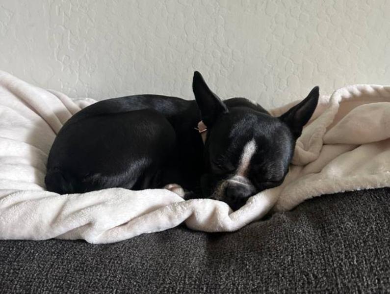 Enlarge Vienna - Phoenix area, a ADOPTABLE Boston Terrier in Mayer, AZ image 3/5