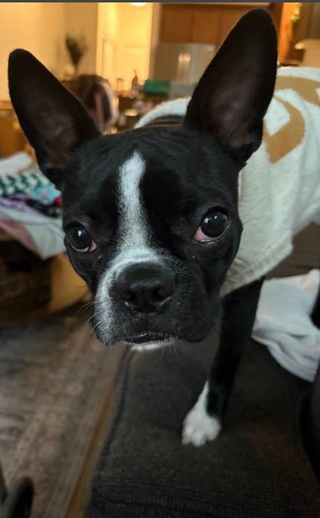 Enlarge Vienna - Phoenix area, a ADOPTABLE Boston Terrier in Mayer, AZ image 2/5
