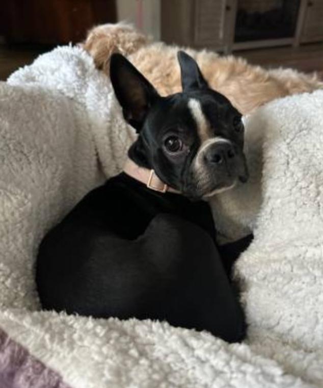 Enlarge Vienna - Phoenix area, a ADOPTABLE Boston Terrier in Mayer, AZ image 1/5