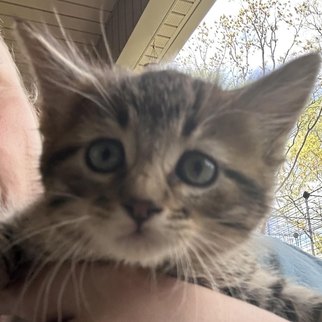 Chris, Adoptable, Young Male Domestic Medium Hair.