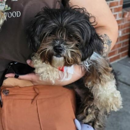 King Georgie, Adoptable, Adult Male Shih Tzu.
