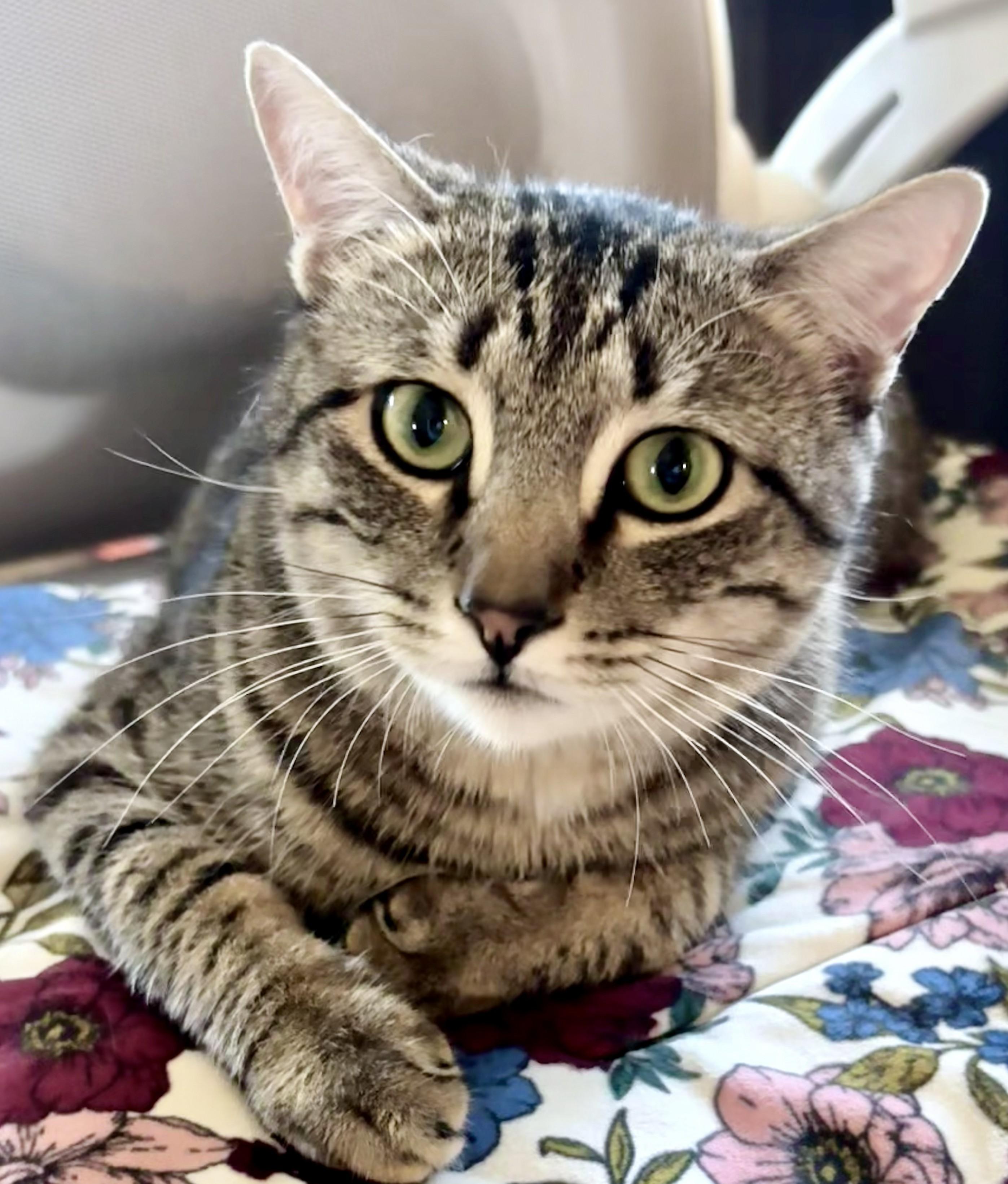FREYA & BOSS, a ADOPTABLE Tabby in Prescott, AZ image 3/5