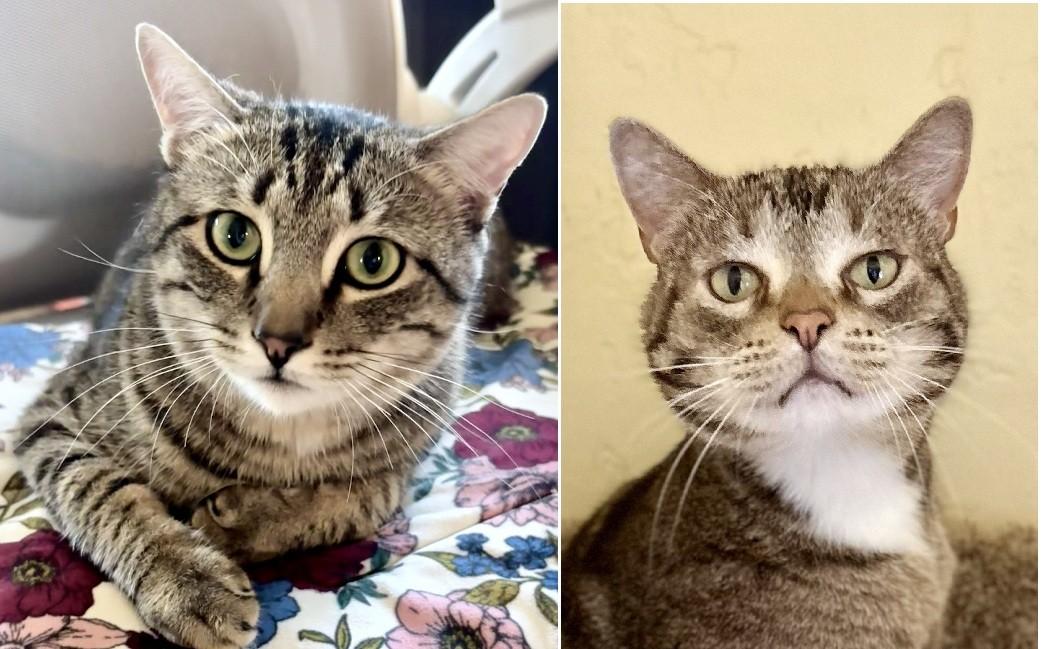 FREYA & BOSS, ADOPTABLE, Adult Male Tabby.