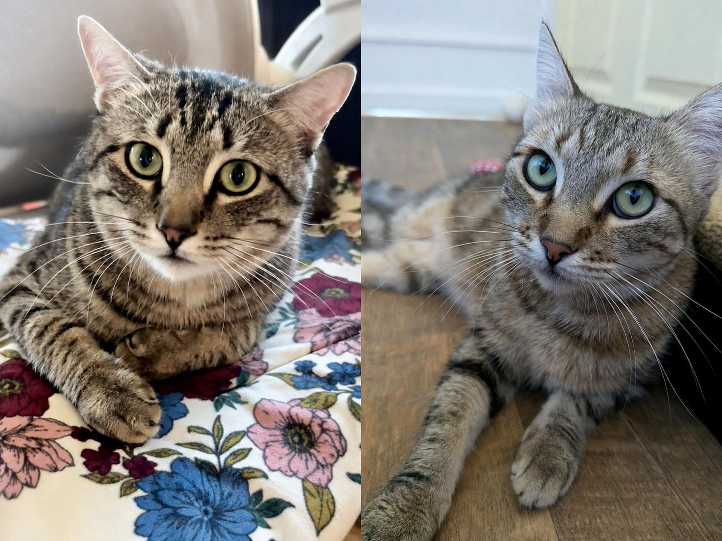 FREYA & BOSS, a ADOPTABLE Tabby in Prescott, AZ image 1/6