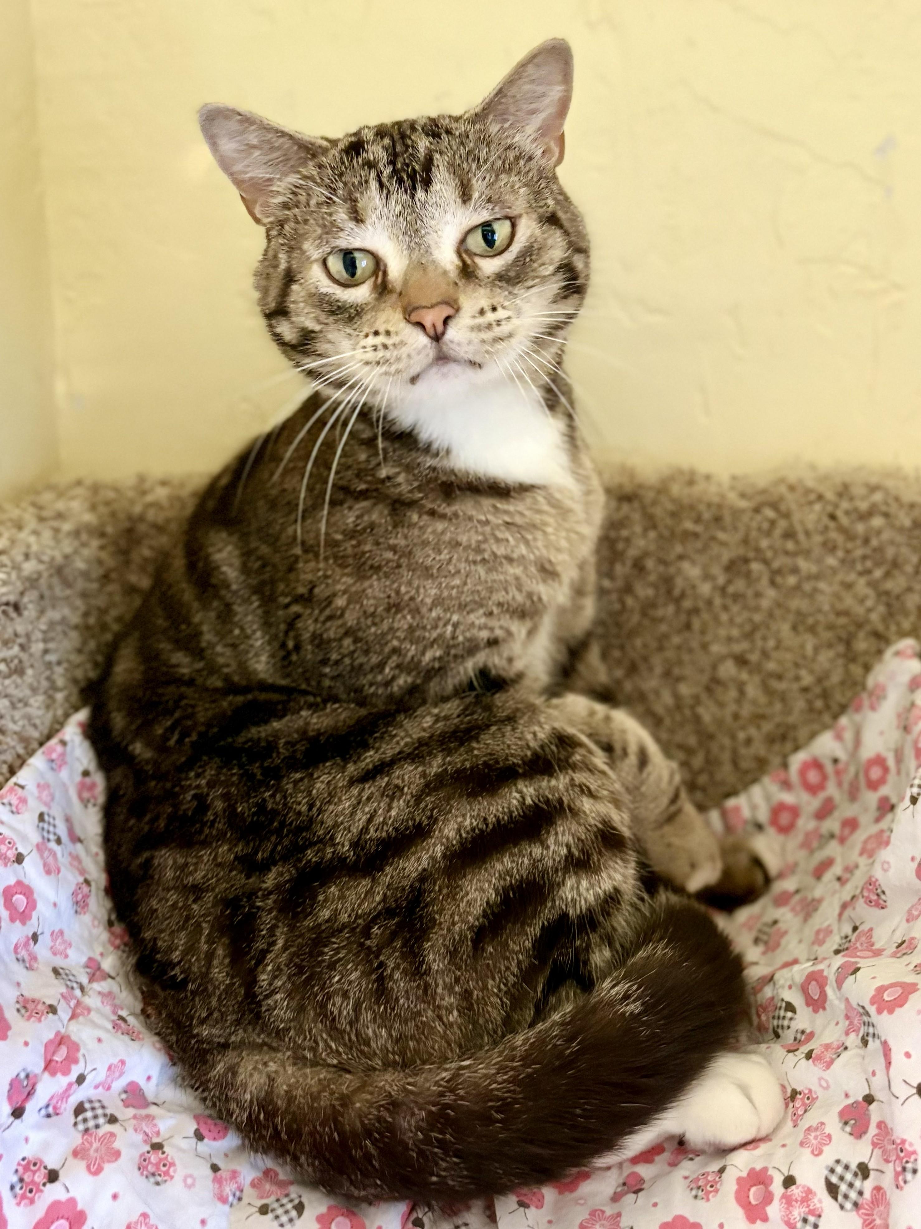 FREYA & BOSS, a ADOPTABLE Tabby in Prescott, AZ image 4/5