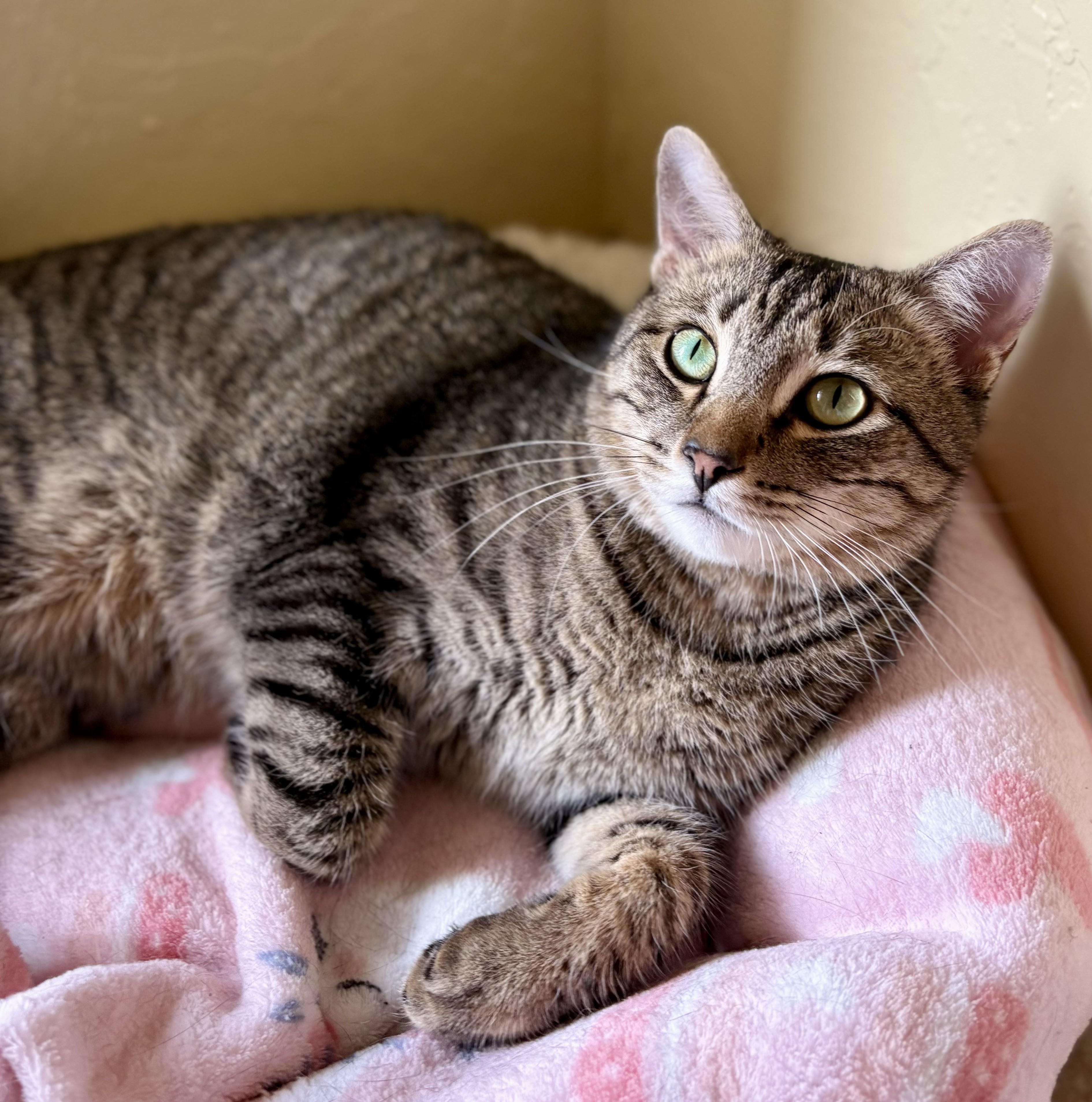 FREYA & BOSS, a ADOPTABLE Tabby in Prescott, AZ image 6/6