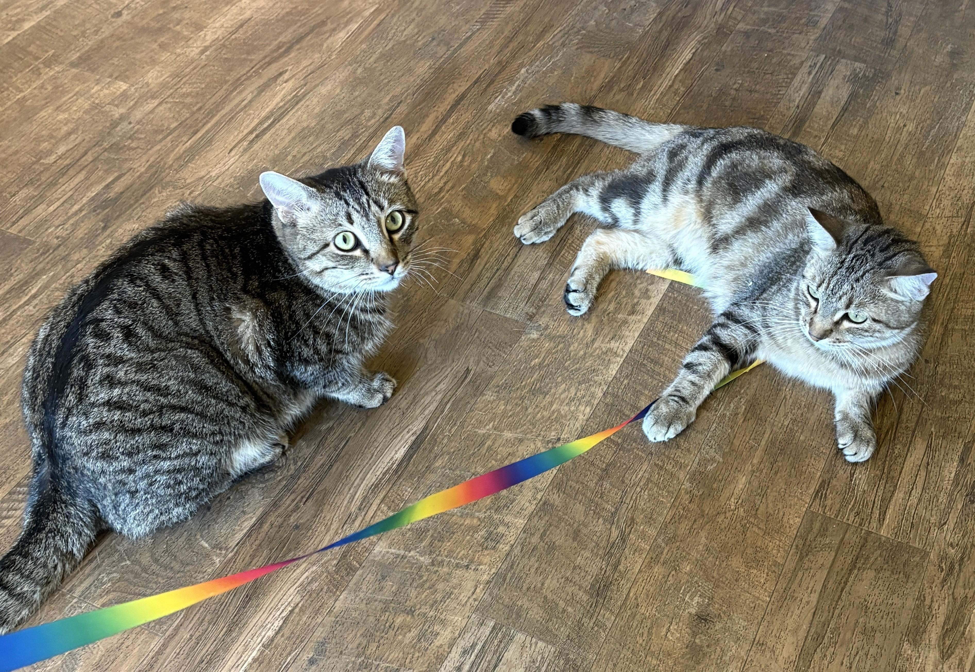 FREYA & BOSS, a ADOPTABLE Tabby in Prescott, AZ image 2/5