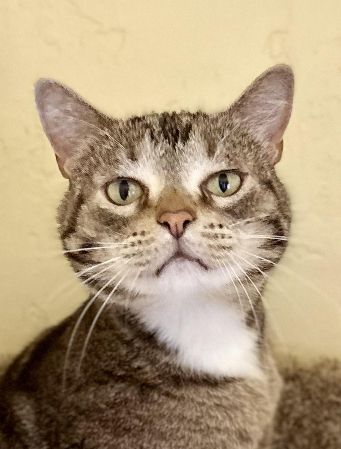FREYA & BOSS, a ADOPTABLE Tabby in Prescott, AZ image 5/5