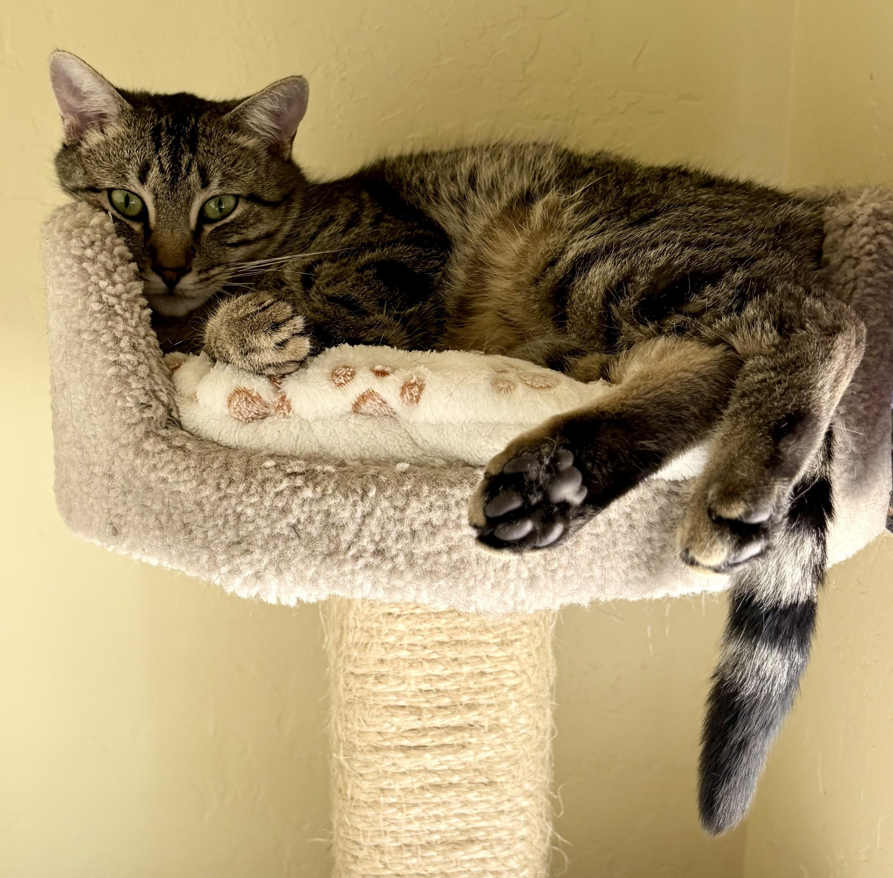 FREYA & BOSS, a ADOPTABLE Tabby in Prescott, AZ image 3/6