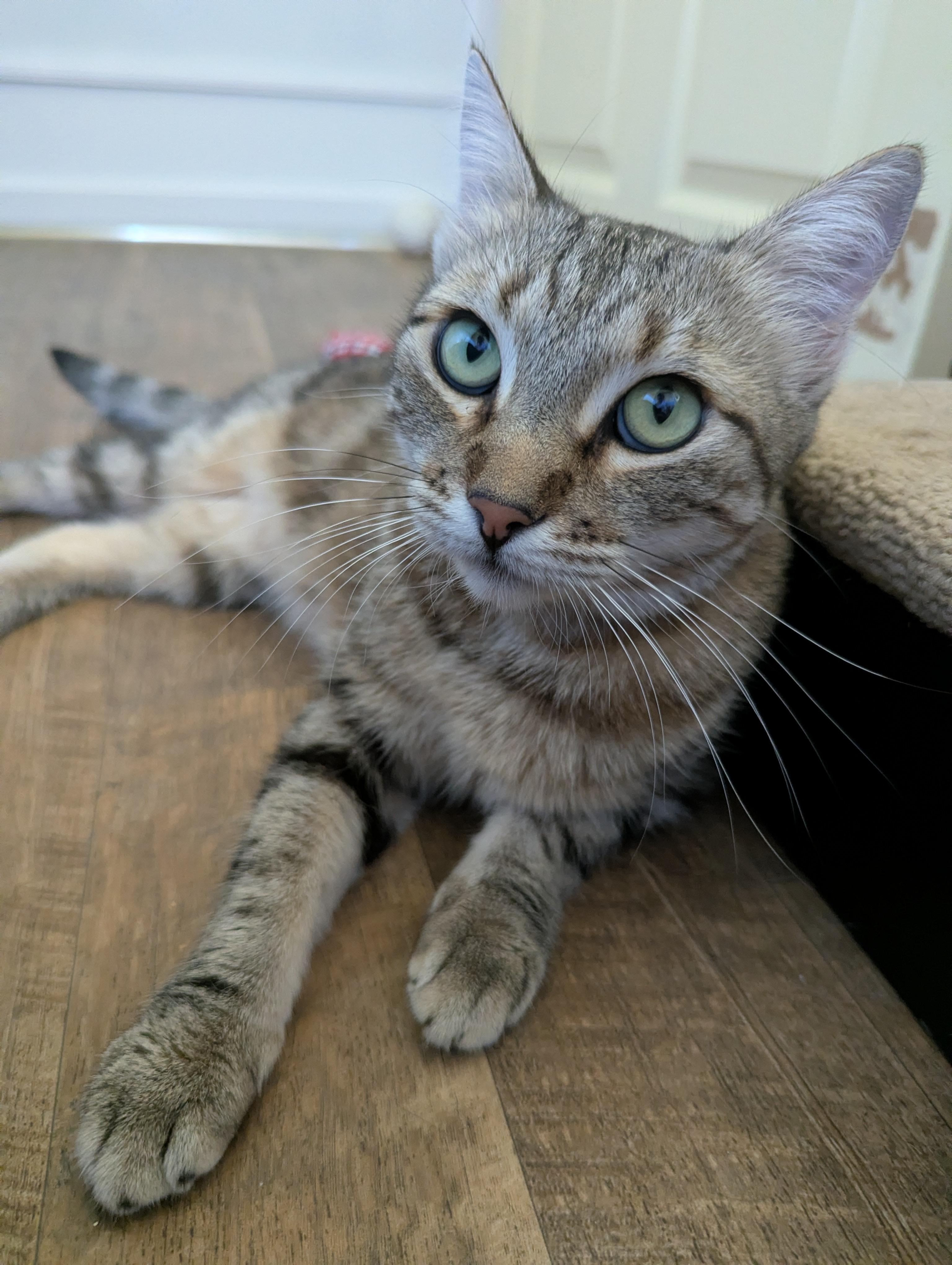FREYA & BOSS, a ADOPTABLE Tabby in Prescott, AZ image 5/6