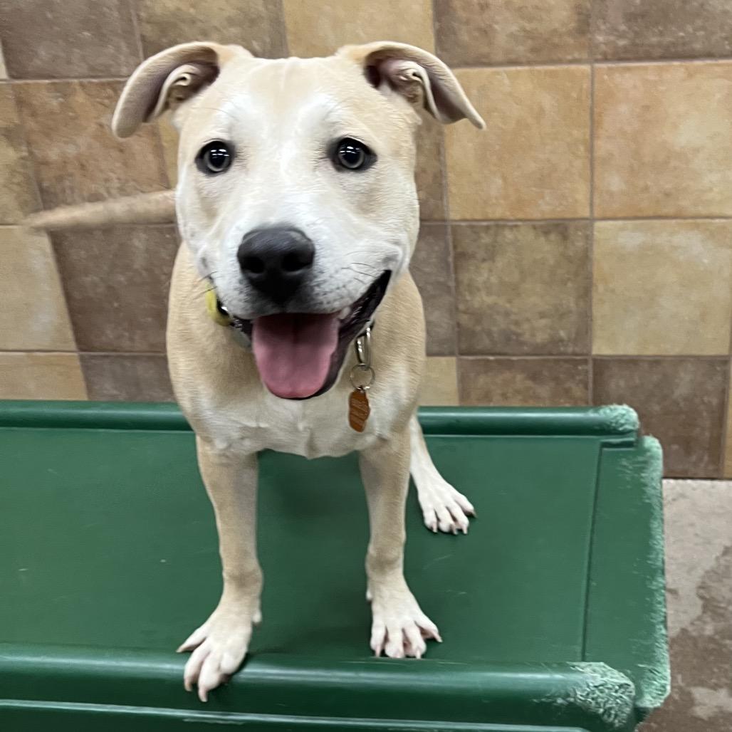 Blue 53184, Adoptable, Young Male Labrador Retriever & Pit Bull Terrier.