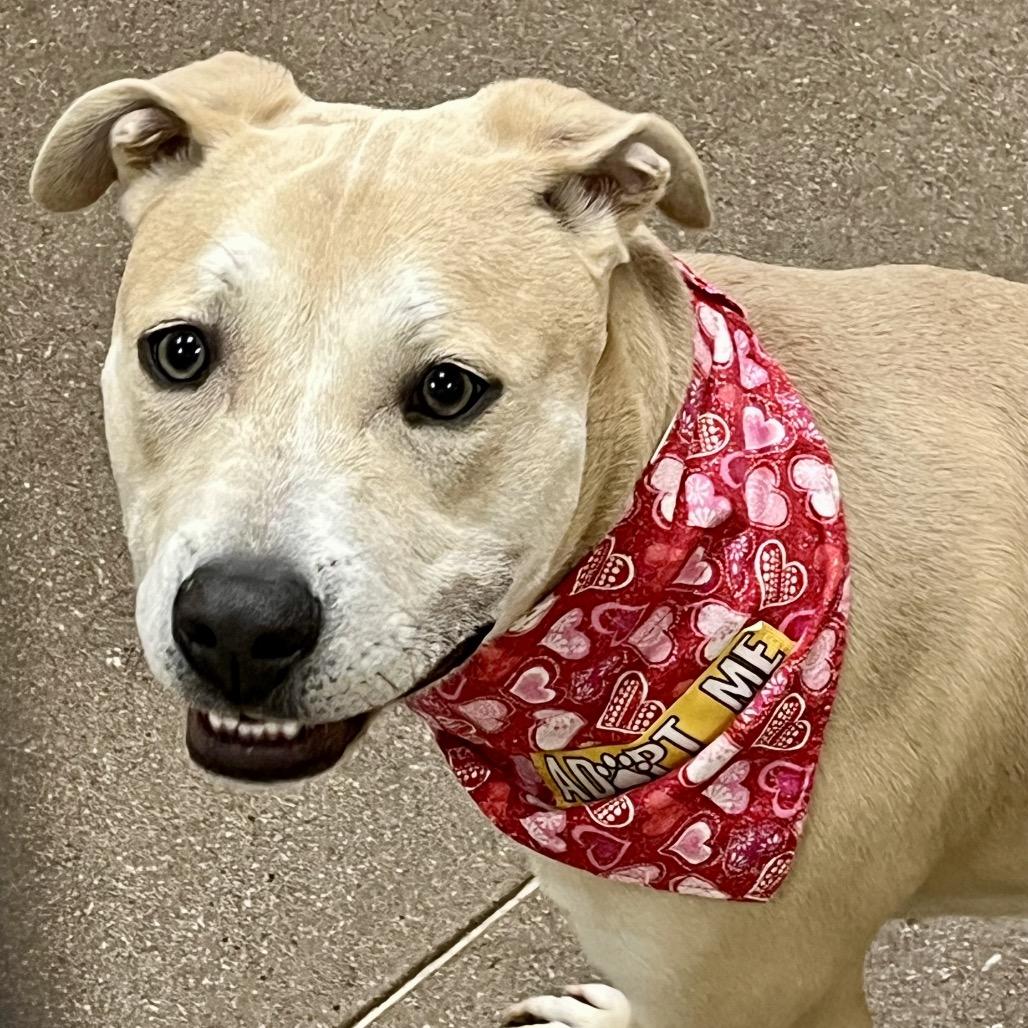 Blue 53184, a Adoptable mixed breed in Las Vegas, NV image 2/6