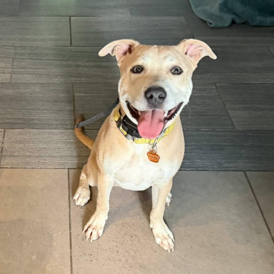 Blue 53184, a Adoptable mixed breed in Las Vegas, NV image 3/6