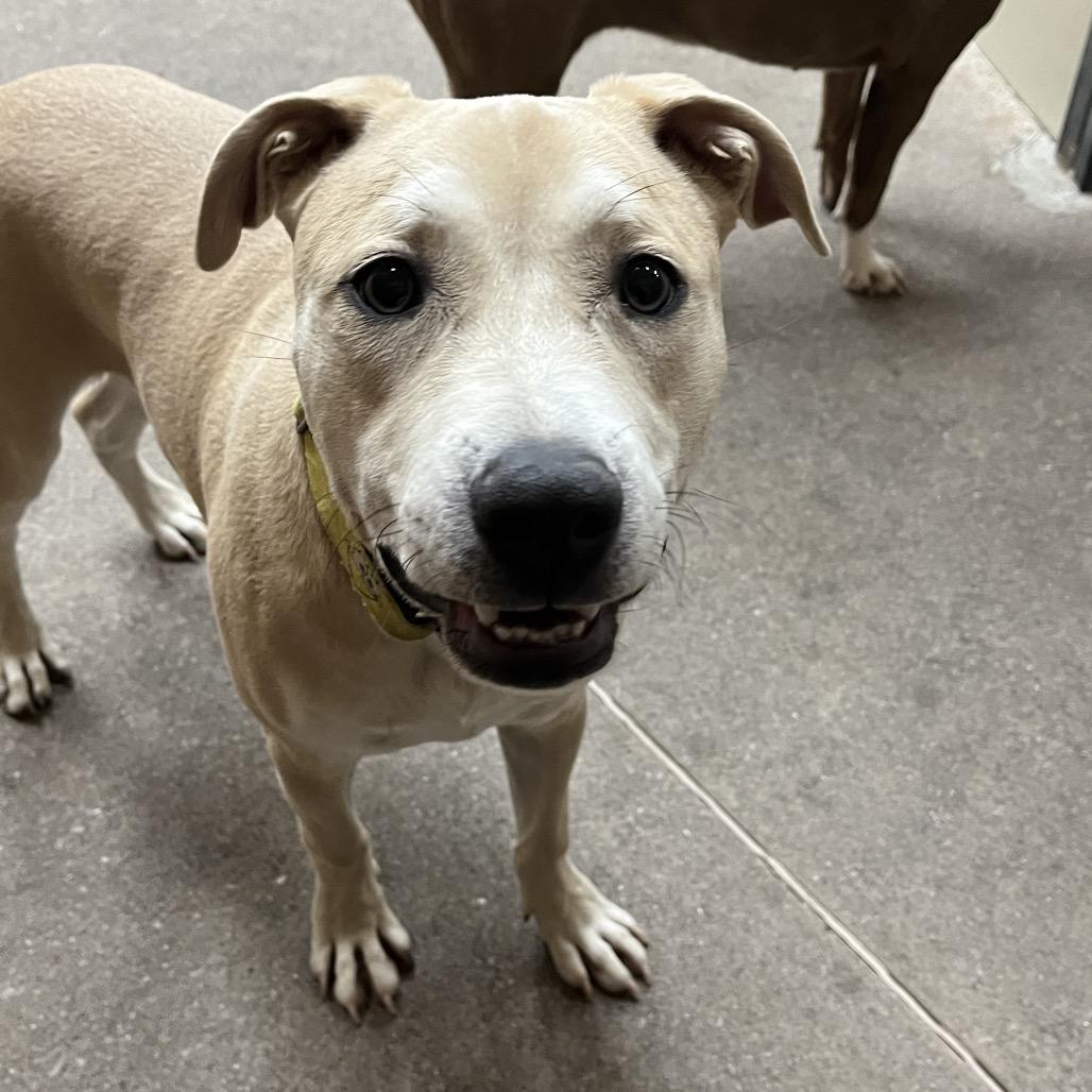 Blue 53184, a Adoptable mixed breed in Las Vegas, NV image 4/6