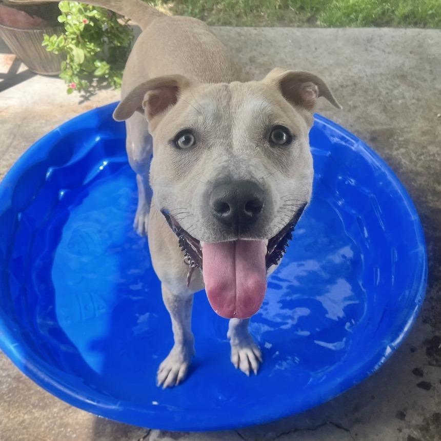 Blue 53184, a Adoptable mixed breed in Las Vegas, NV image 5/6