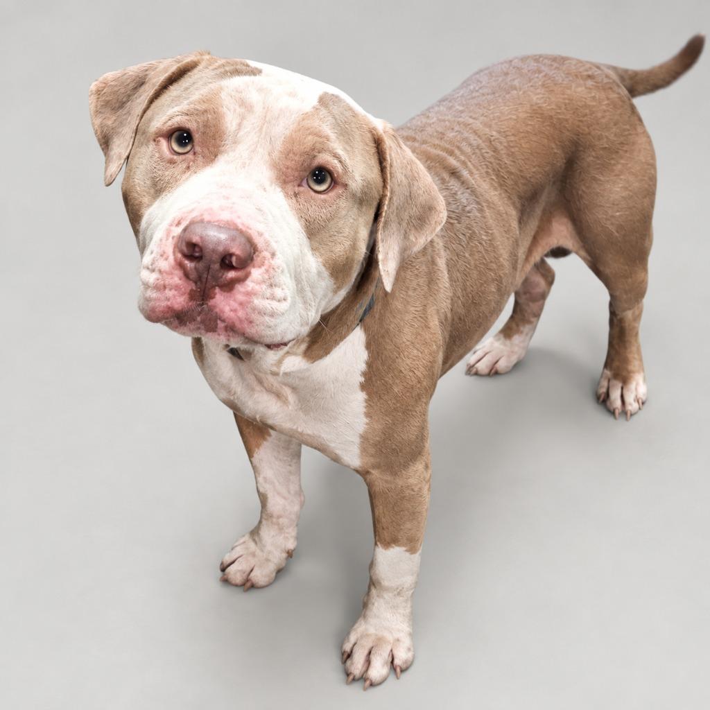 Parches, Adoptable, Adult Male Pit Bull Terrier.