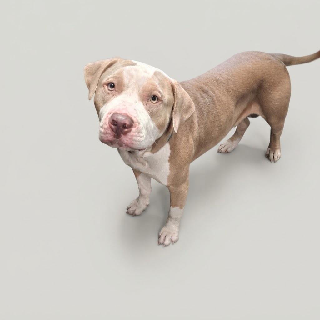 Enlarge Parches, a Adoptable Pit Bull Terrier in Gautier, MS image 2/3