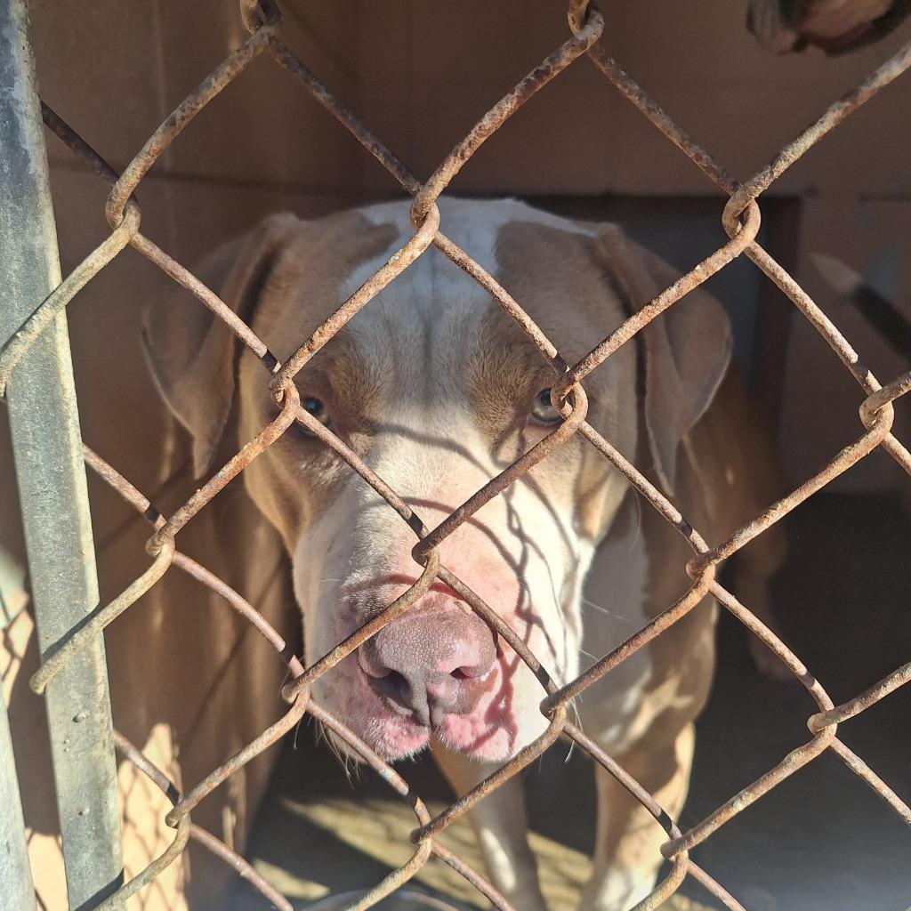 Enlarge Parches, a Adoptable Pit Bull Terrier in Gautier, MS image 3/3