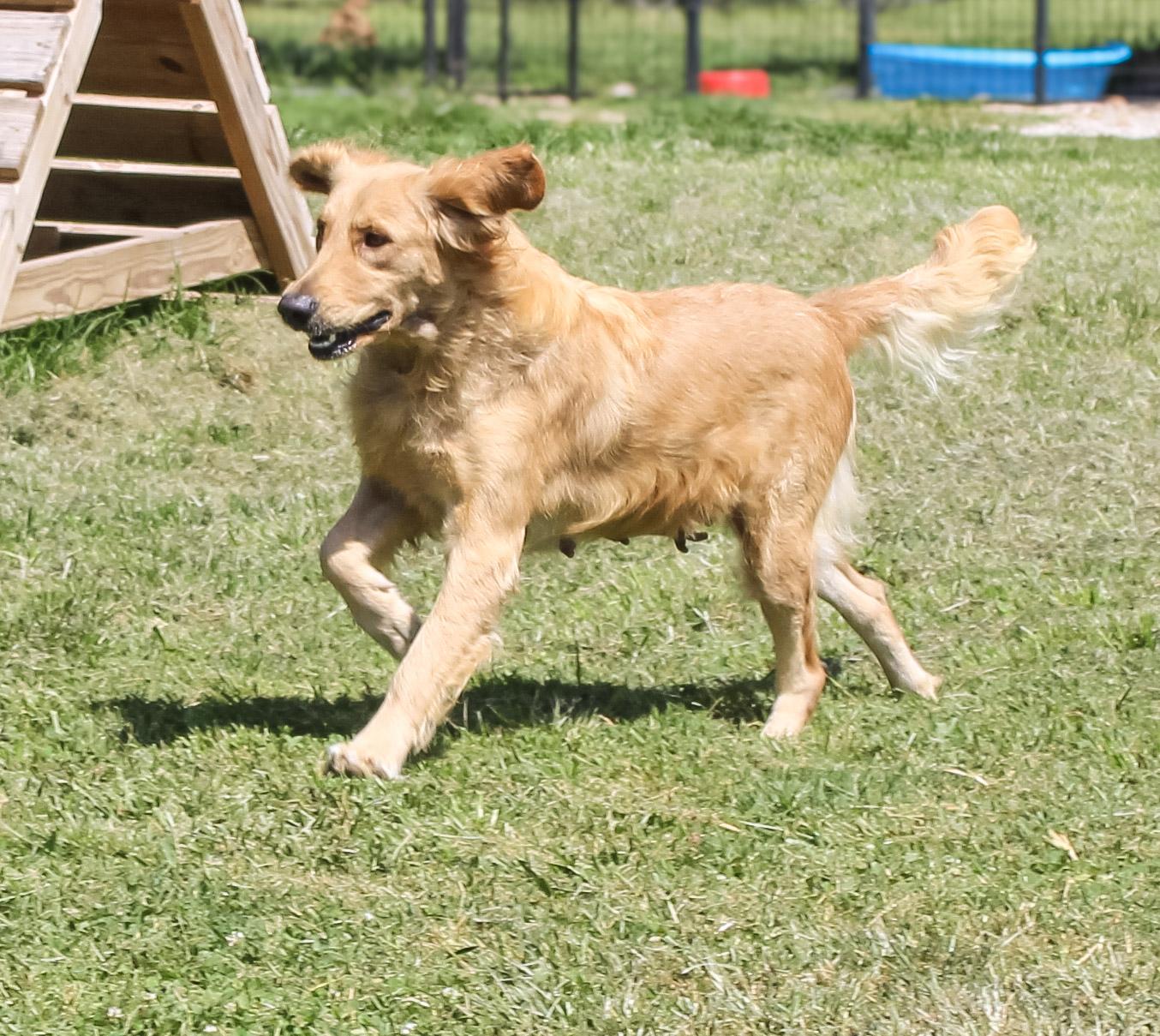Millie, an adopted Golden Retriever in Neosho, MO image 1/3
