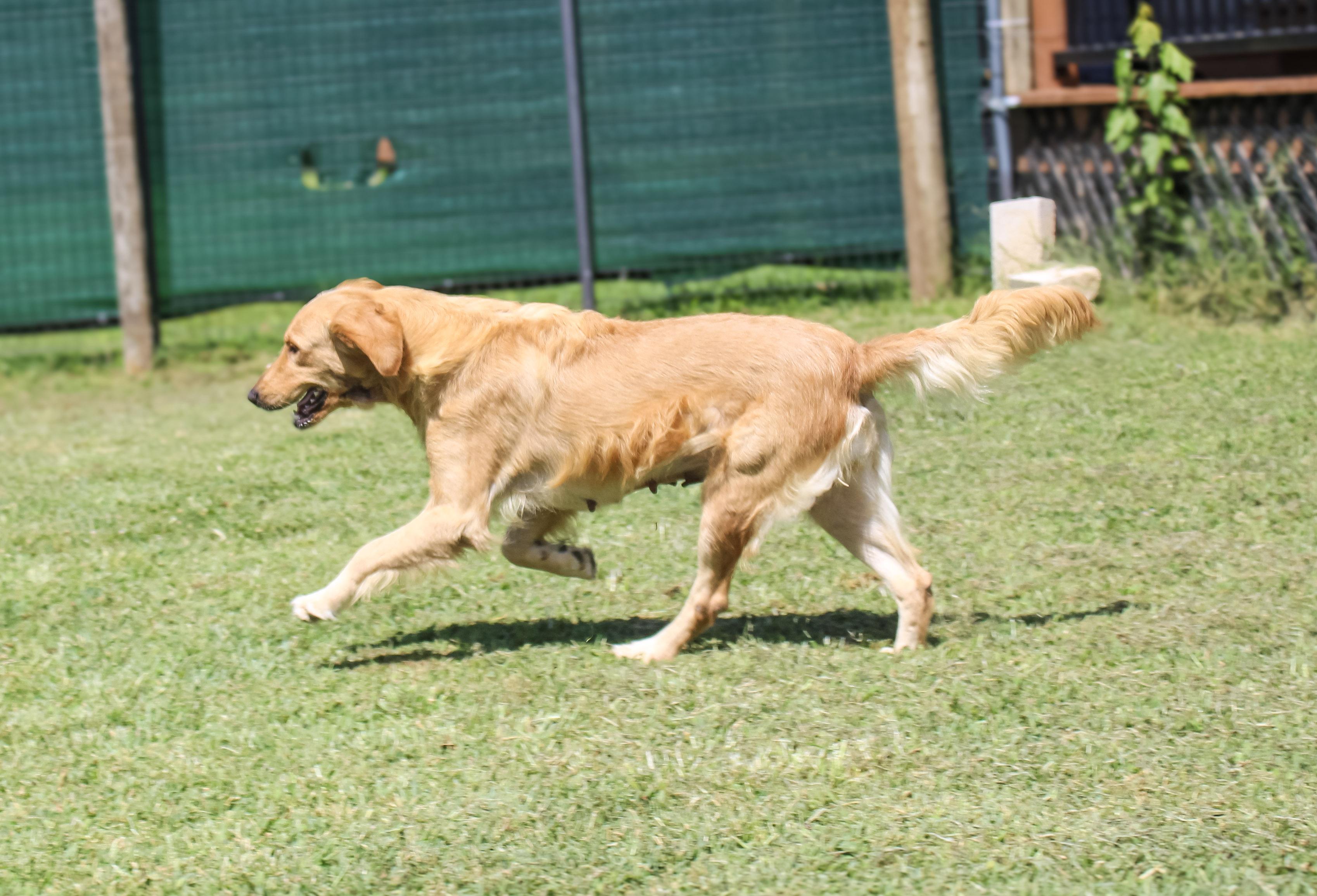 Millie, an adopted Golden Retriever in Neosho, MO image 2/3