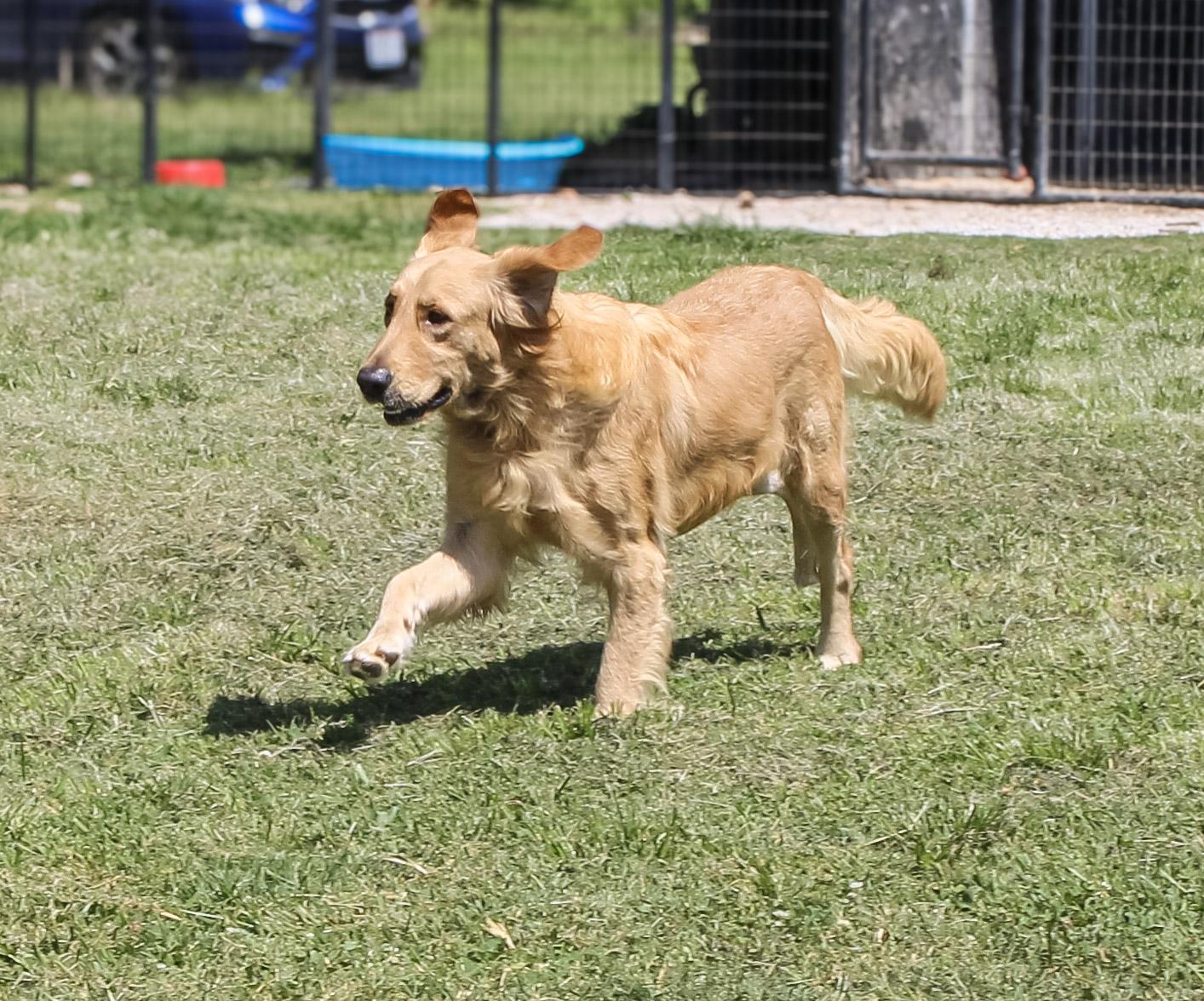 Millie, an adopted Golden Retriever in Neosho, MO image 3/3