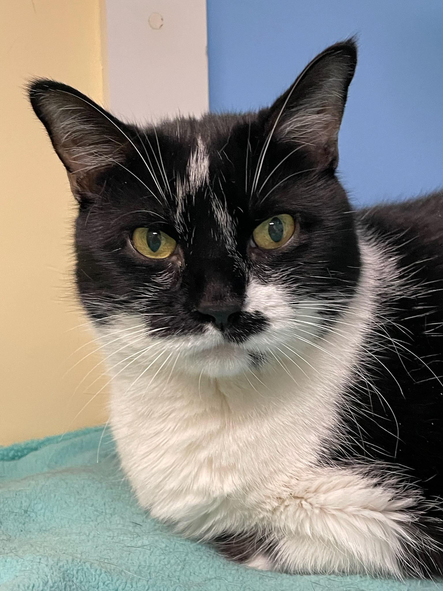 Enlarge Izzy, a Adoptable Domestic Short Hair in Norwalk, CT image 1/1